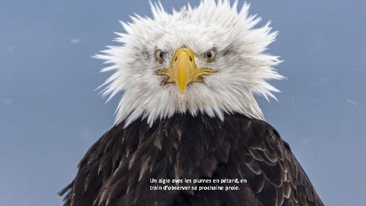 Un aigle avec les plumes en pétard, en train d’observer sa prochaine proie. 