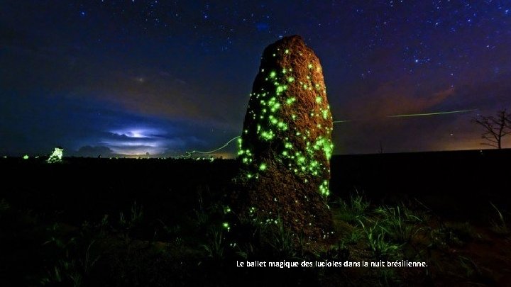 Le ballet magique des lucioles dans la nuit brésilienne. 