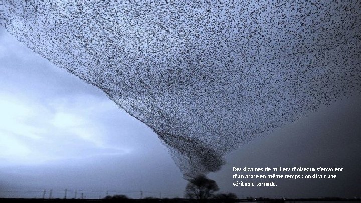 Des dizaines de milliers d’oiseaux s’envolent d’un arbre en même temps : on dirait