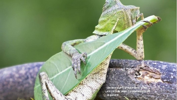 Un lézard prit la main dans le sac en train de jouer tranquillement de
