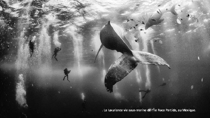 . La luxuriante vie sous-marine de l’Île Roca Partida, au Mexique. 
