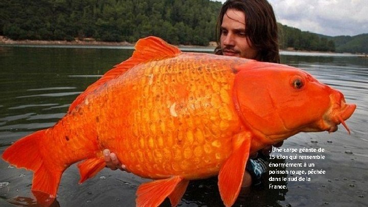 . Une carpe géante de 15 kilos qui ressemble énormément à un poisson rouge,