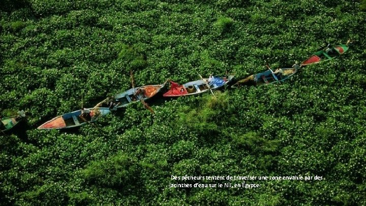 Des pêcheurs tentent de traverser une zone envahie par des jacinthes d’eau sur le