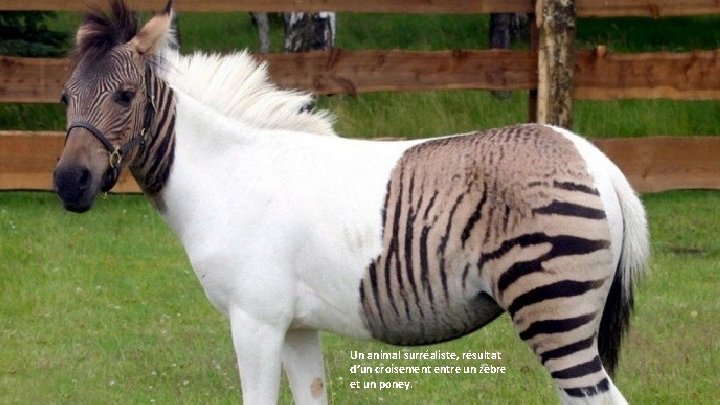 Un animal surréaliste, résultat d’un croisement entre un zèbre et un poney. 