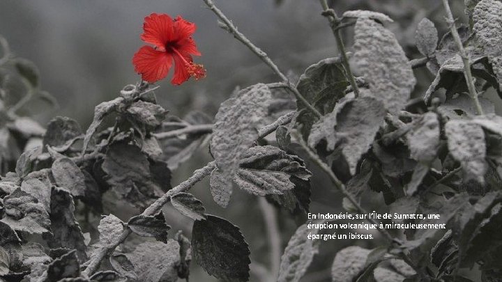En Indonésie, sur l’Île de Sumatra, une éruption volcanique à miraculeusement épargné un ibiscus.
