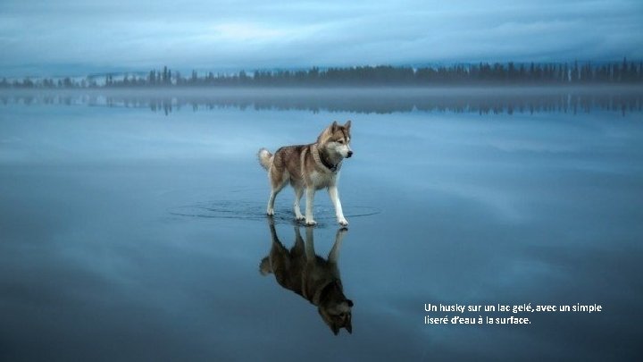 Un husky sur un lac gelé, avec un simple liseré d’eau à la surface.