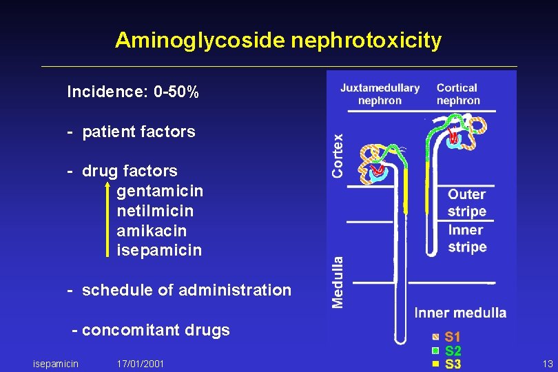 Aminoglycoside nephrotoxicity Incidence: 0 -50% - patient factors - drug factors gentamicin netilmicin amikacin