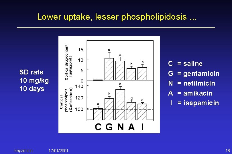 Lower uptake, lesser phospholipidosis. . . SD rats 10 mg/kg 10 days isepamicin 17/01/2001