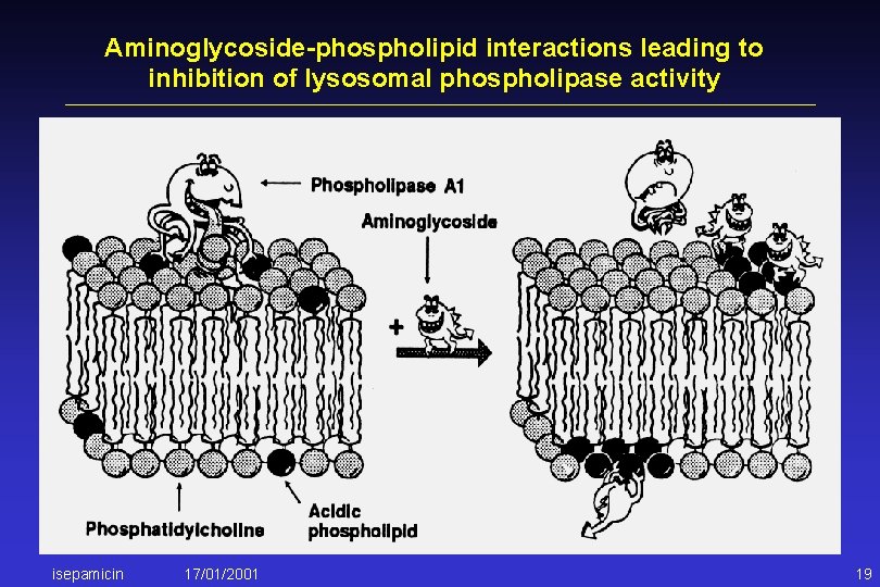 Aminoglycoside-phospholipid interactions leading to inhibition of lysosomal phospholipase activity isepamicin 17/01/2001 19 