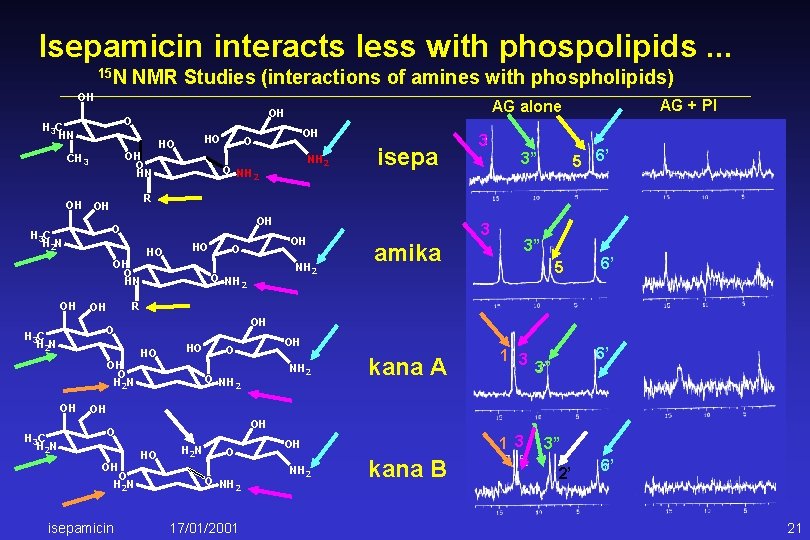 Isepamicin interacts less with phospolipids. . . 15 N NMR Studies (interactions of amines