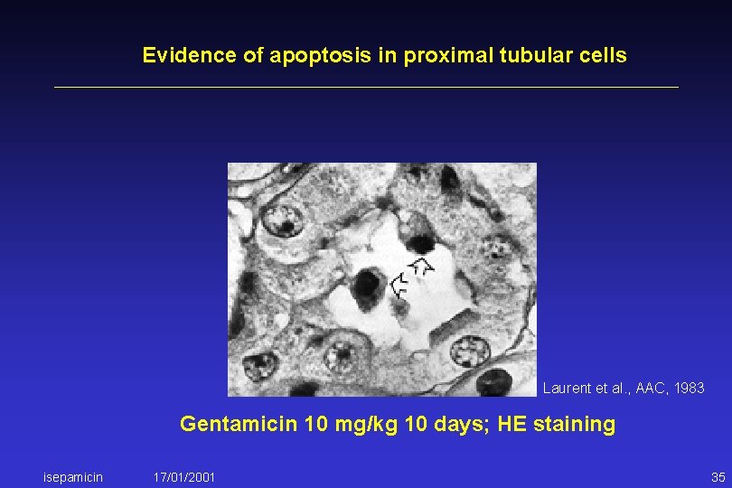 Evidence of apoptosis in proximal tubular cells Laurent et al. , AAC, 1983 Gentamicin