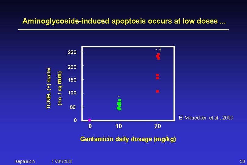 Aminoglycoside-induced apoptosis occurs at low doses. . . * † 200 (no. / sq
