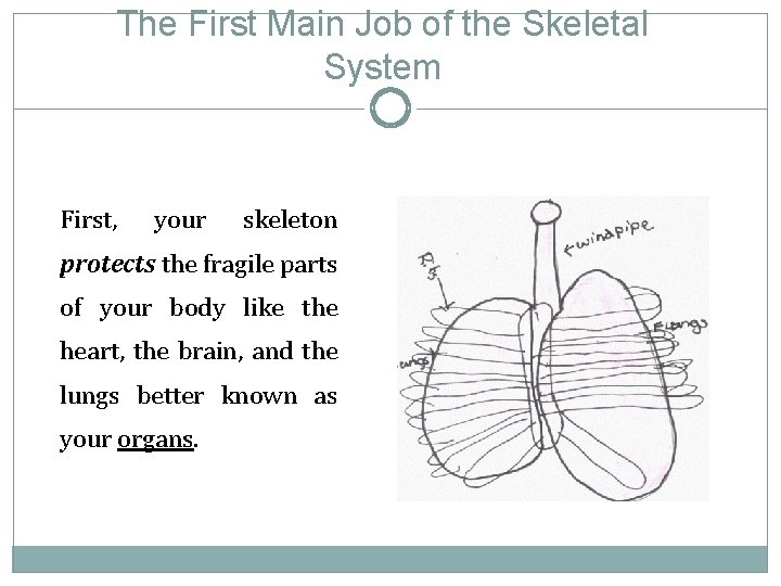 The First Main Job of the Skeletal System First, your skeleton protects the fragile