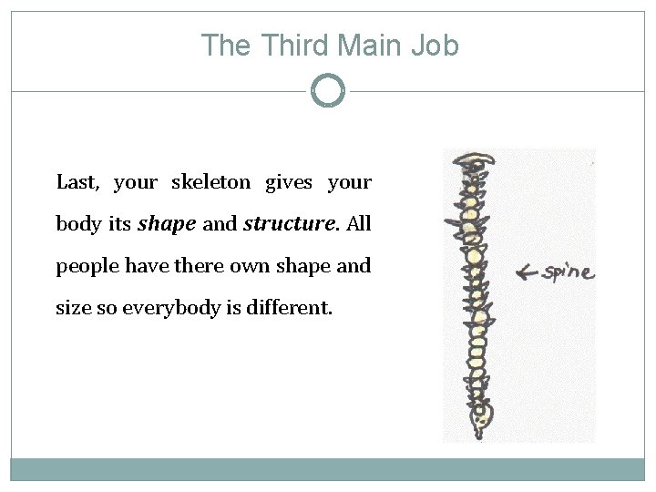 The Third Main Job Last, your skeleton gives your body its shape and structure.