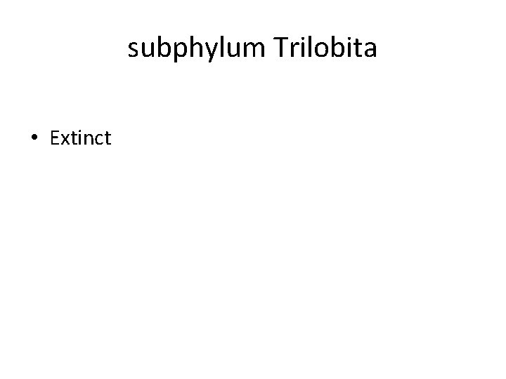 subphylum Trilobita • Extinct 