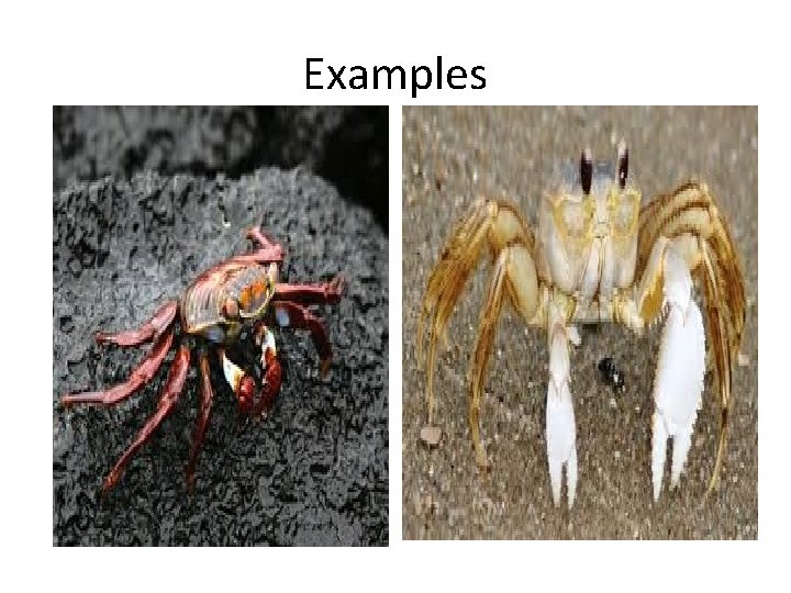 Examples 