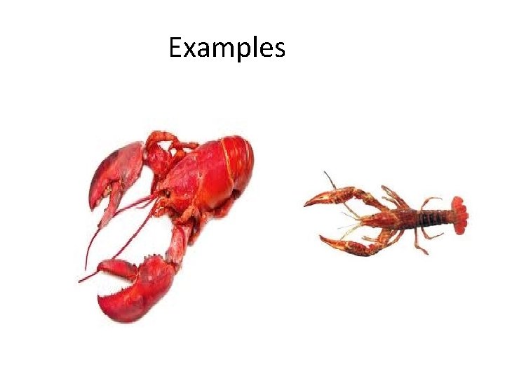 Examples 