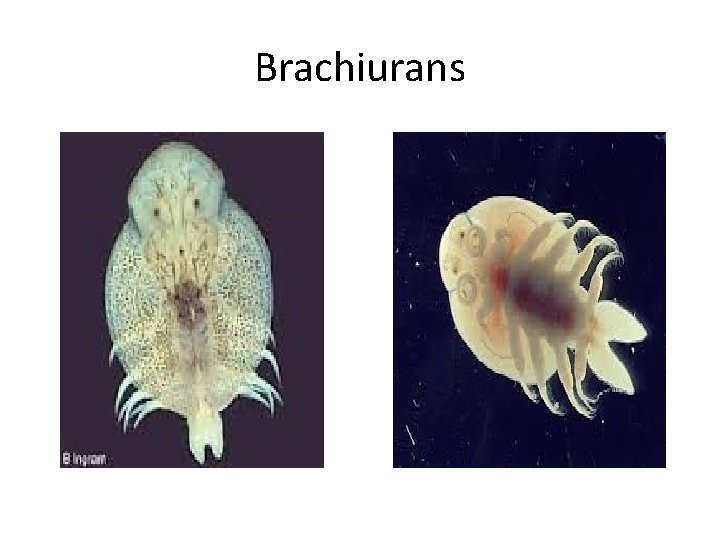 Brachiurans 