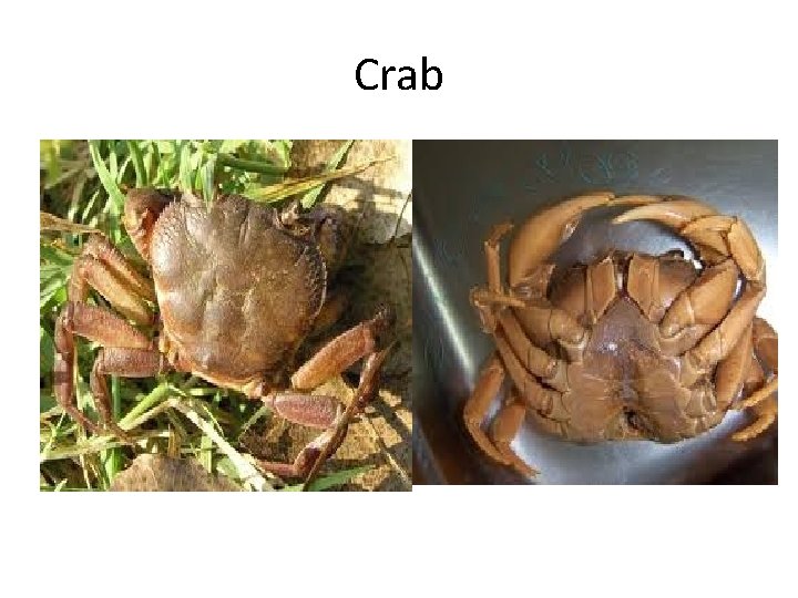 Crab 