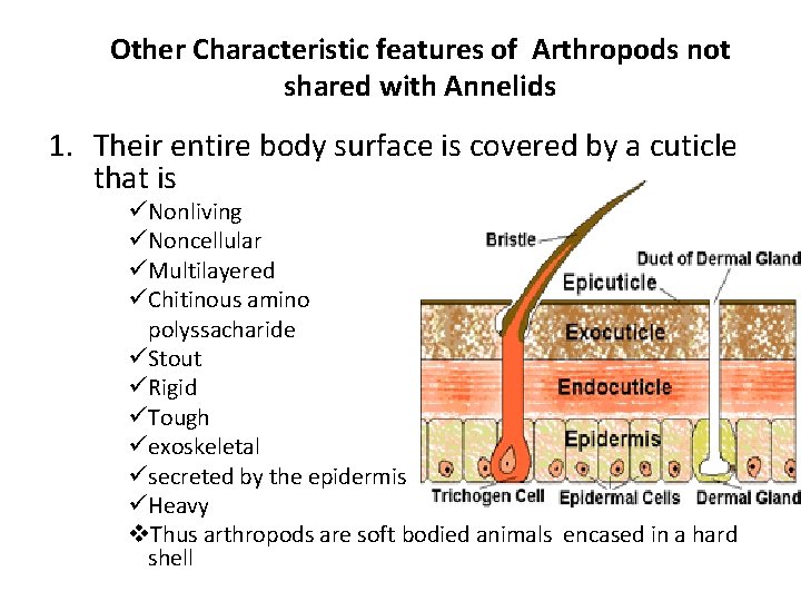 Other Characteristic features of Arthropods not shared with Annelids 1. Their entire body surface