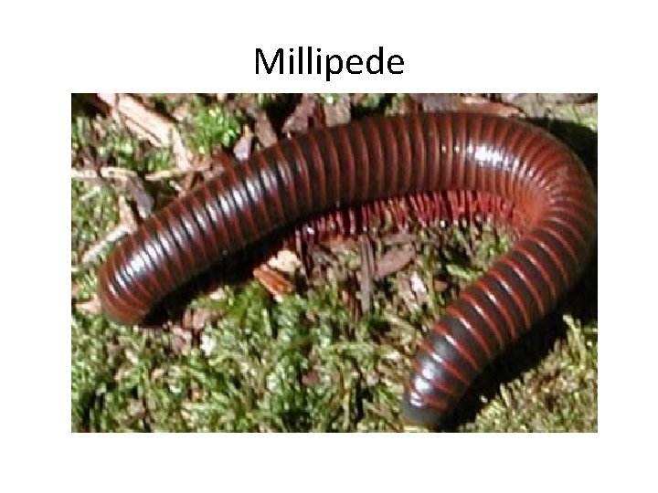 Millipede 