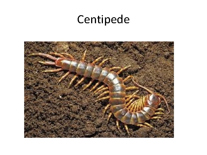 Centipede 