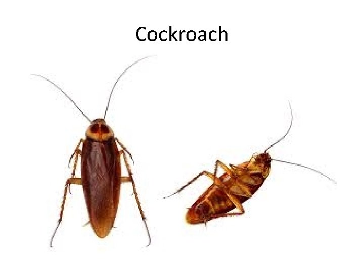 Cockroach 
