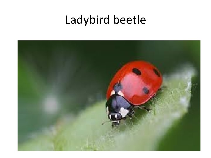 Ladybird beetle 