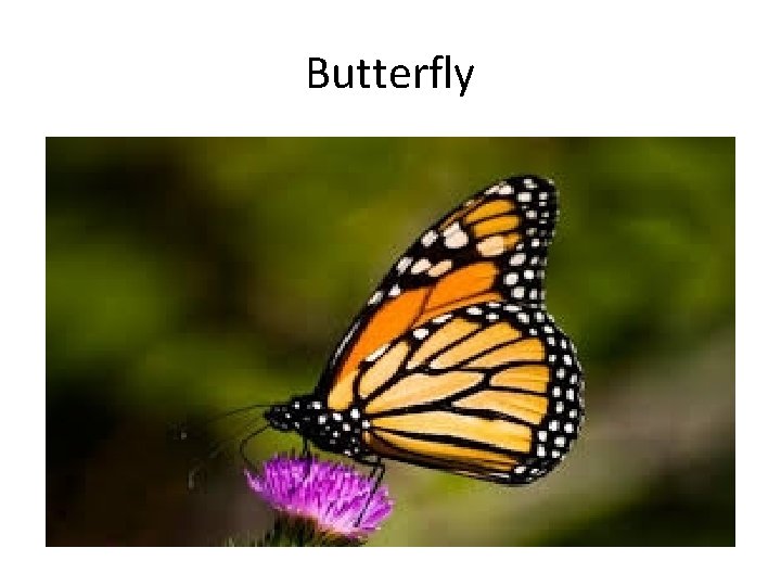 Butterfly 