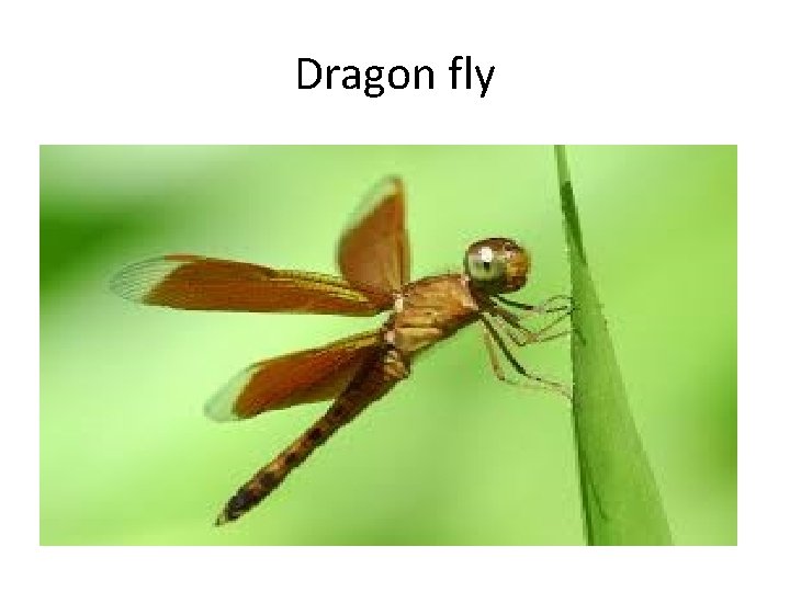 Dragon fly 