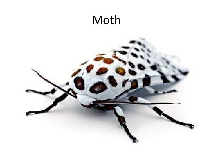 Moth 