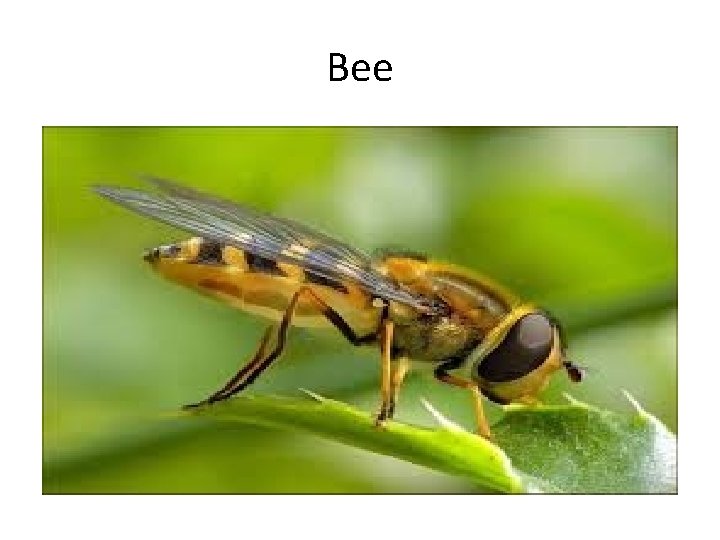 Bee 