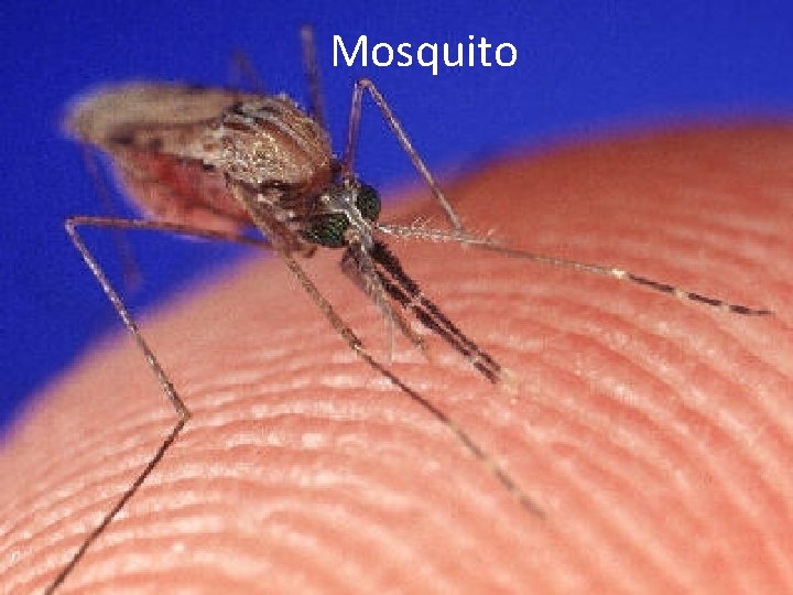 Mosquito 