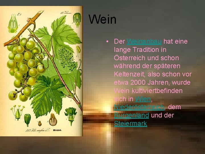 Wein • Der Weinanbau hat eine lange Tradition in Österreich und schon während der