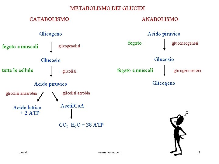 METABOLISMO DEI GLUCIDI CATABOLISMO ANABOLISMO Glicogeno fegato e muscoli Acido piruvico fegato glicogenolisi gluconeogenesi