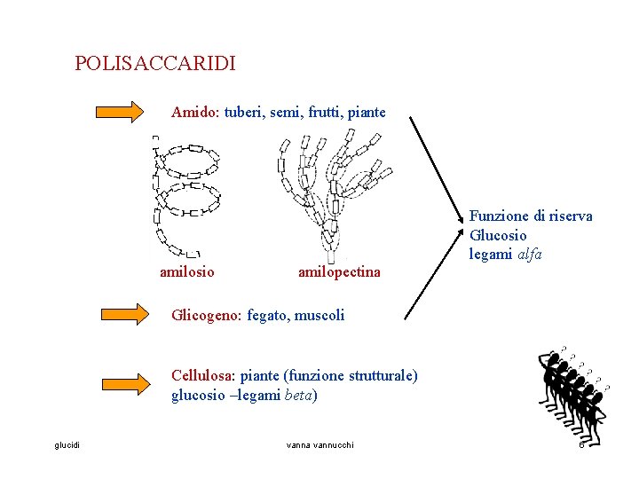 POLISACCARIDI Amido: tuberi, semi, frutti, piante amilosio amilopectina Funzione di riserva Glucosio legami alfa