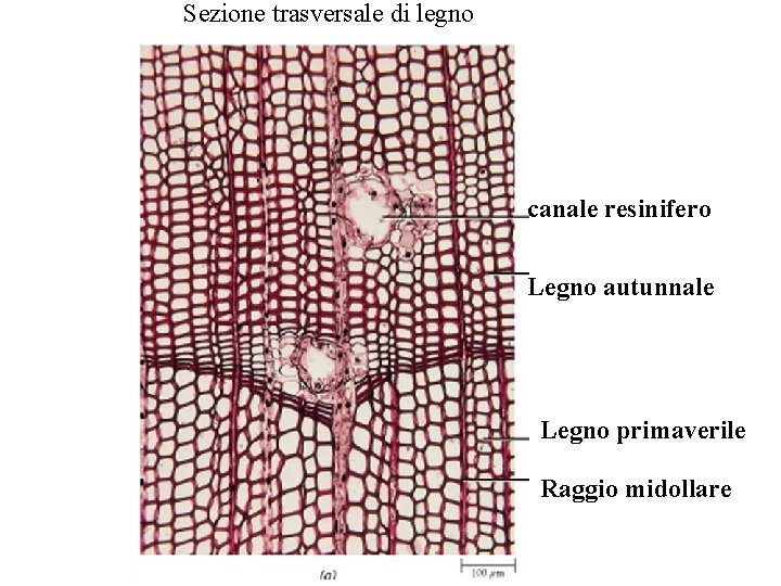 Sezione trasversale di legno canale resinifero Legno autunnale Legno primaverile Raggio midollare 