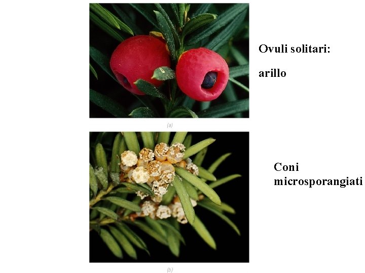 Ovuli solitari: arillo Coni microsporangiati 