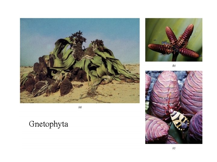 Gnetophyta 