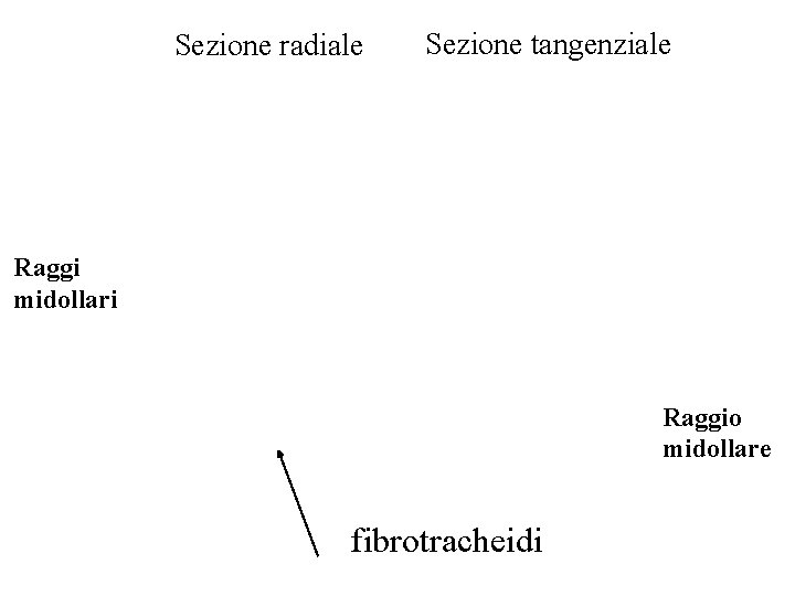 Sezione radiale Sezione tangenziale Raggi midollari Raggio midollare fibrotracheidi 