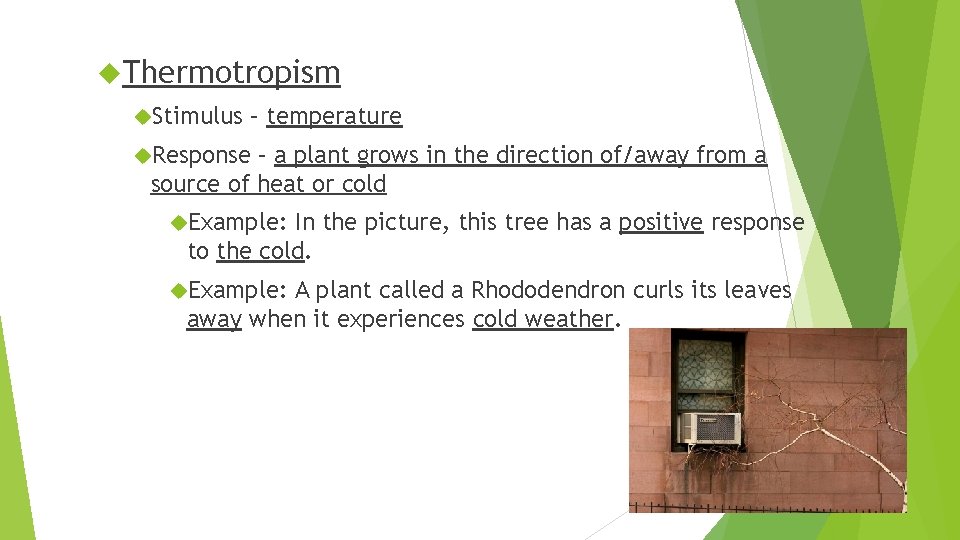 Tropism Plants response to stimulus What is Tropism
