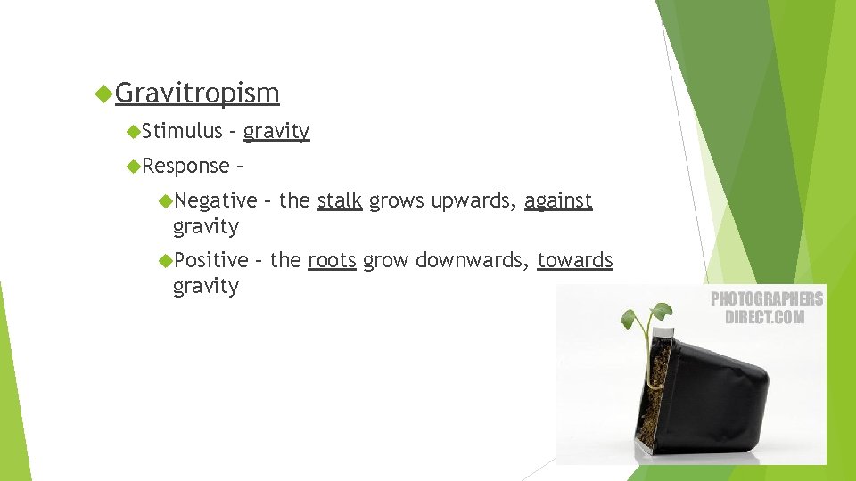  Gravitropism Stimulus – gravity Response – Negative – the stalk grows upwards, against