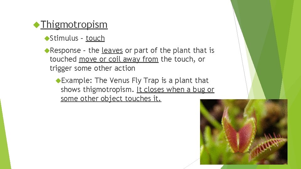  Thigmotropism Stimulus – touch Response – the leaves or part of the plant