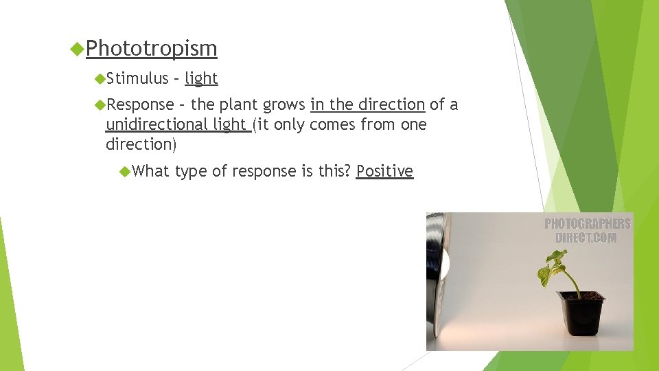  Phototropism Stimulus – light Response – the plant grows in the direction of