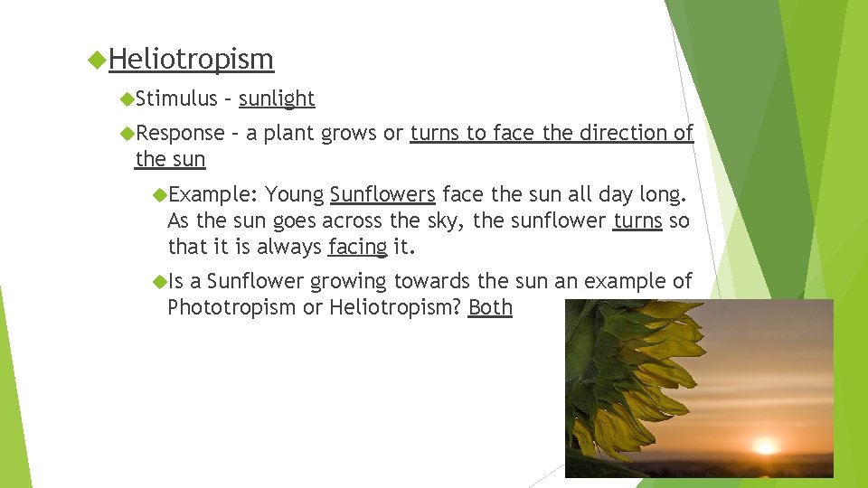  Heliotropism Stimulus – sunlight Response – a plant grows or turns to face