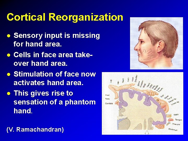 Cortical Reorganization Sensory input is missing for hand area. Cells in face area takeover