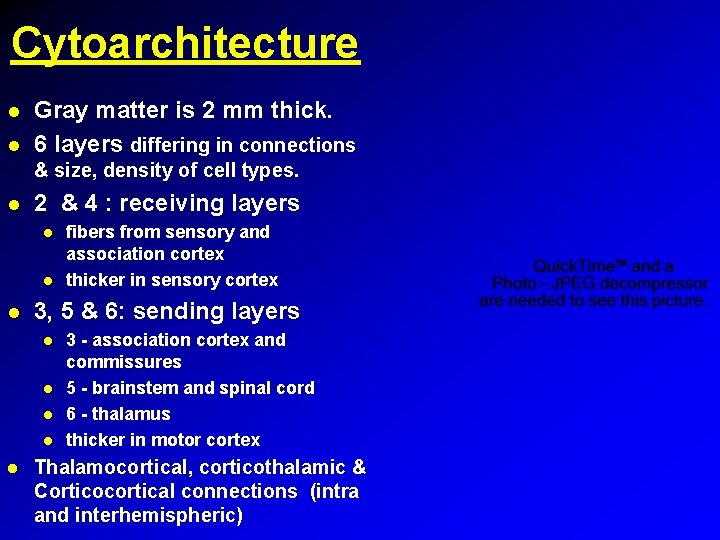 Cytoarchitecture Gray matter is 2 mm thick. 6 layers differing in connections & size,