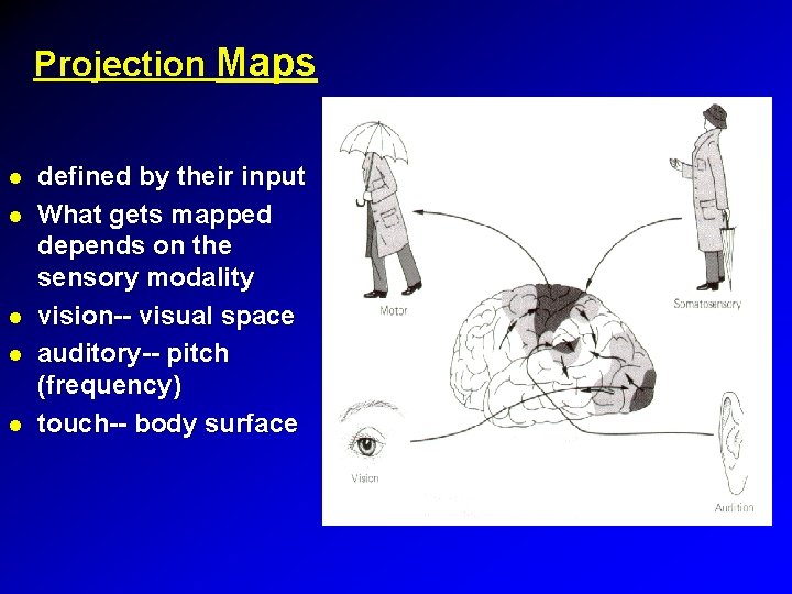 Projection Maps defined by their input What gets mapped depends on the sensory modality