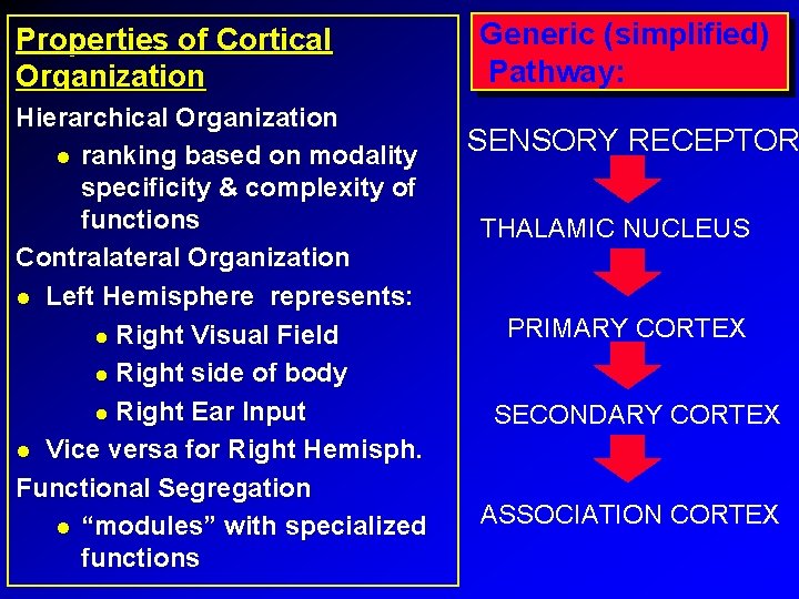 Properties of Cortical Organization Hierarchical Organization ranking based on modality specificity & complexity of