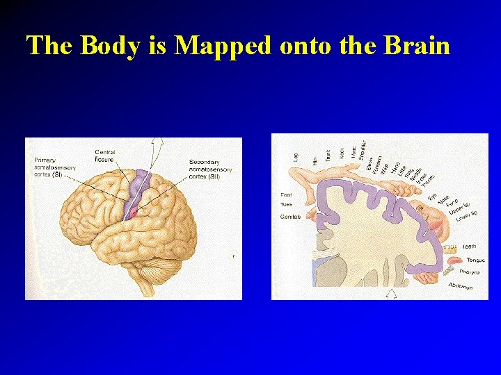 The Body is Mapped onto the Brain 